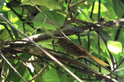 Striated Softtail (Thripophaga macroura), photo 6