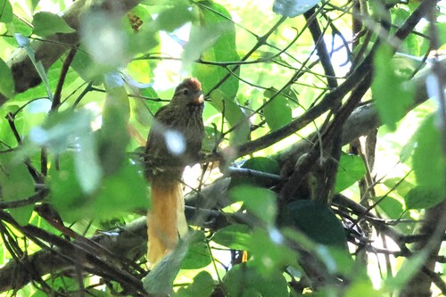 Striated Softtail (Thripophaga macroura), photo 2