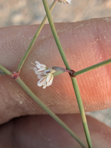 Eriogonum deflexum, photograph 4