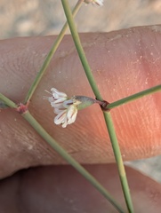 Eriogonum deflexum, photograph (c) Trevor Van Loon, some rights reserved (CC BY)