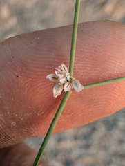 Eriogonum deflexum, photograph (c) Trevor Van Loon, some rights reserved (CC BY)