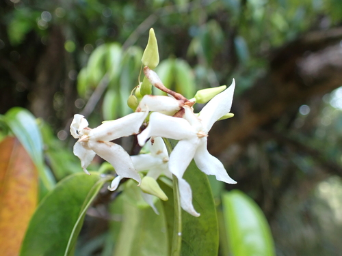 Malouetia tamaquarina, 2026-08-08
