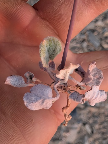 Eriogonum deflexum, photograph 5