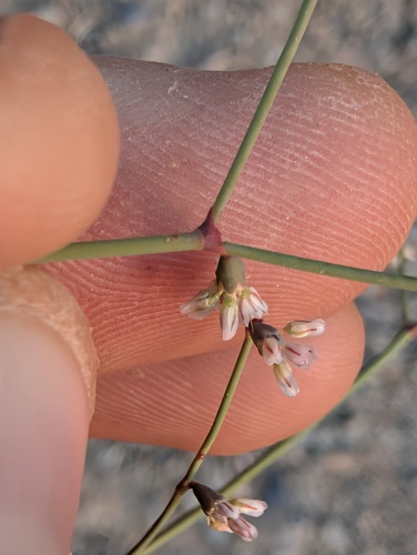 Eriogonum deflexum, photograph 6