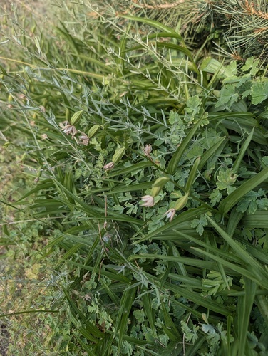 Epipactis gigantea, photograph 6