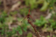 Dythemis rufinervis