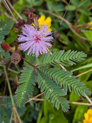 Mimosa pudica observed 2026-08-09