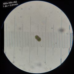 Actinotaenium curtum