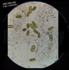 Actinotaenium curtum