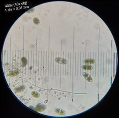 Actinotaenium curtum