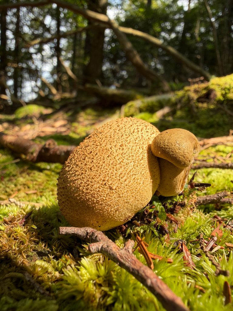common earthball · August 2026 · photo: Photo: (c) Nat Gorka, some rights reserved (CC BY) · iNaturalist