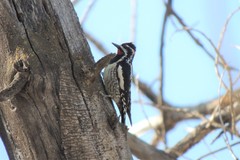 Sphyrapicus varius × nuchalis