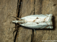 Pseudocatharylla duplicella