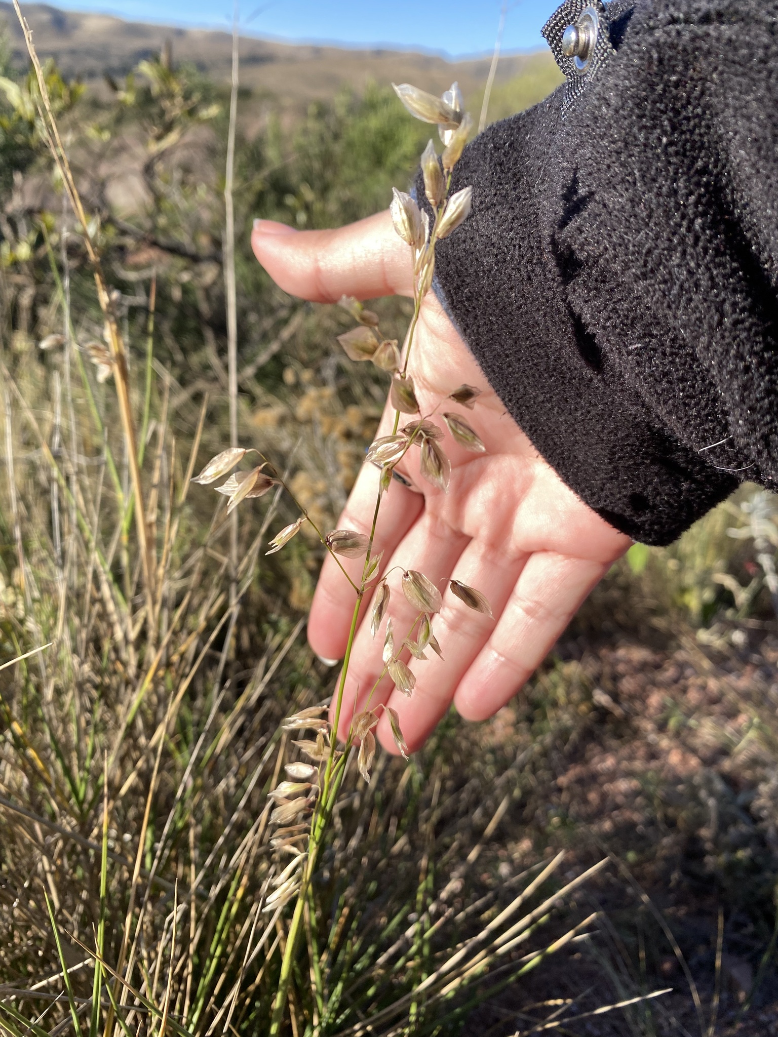 Melica stuckertii