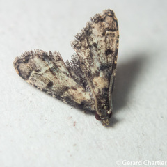 Sufetula
