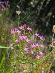 Centaurium tenuiflorum