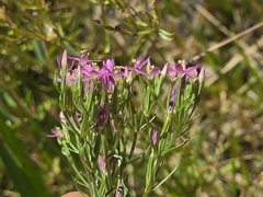 Centaurium tenuiflorum, photograph author not stated, no rights reserved