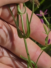 Centaurium tenuiflorum, photograph author not stated, no rights reserved