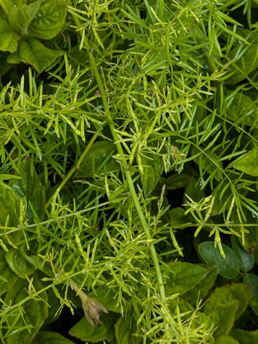 Asparagus aethiopicus observed 2026-08-09