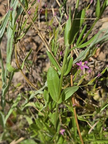 Centaurium tenuiflorum, photograph 4