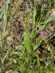 Centaurium tenuiflorum, photograph author not stated, no rights reserved