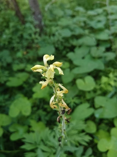 Pedicularis decora