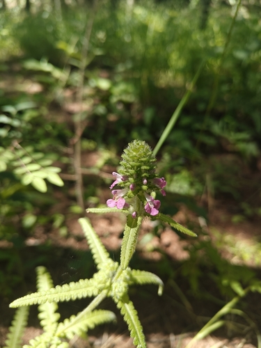 Pedicularis spicata