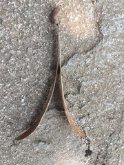 Gyrocarpus jatrophifolius