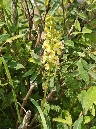 Pedicularis torta
