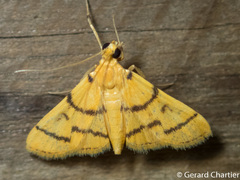 Dichocrocis