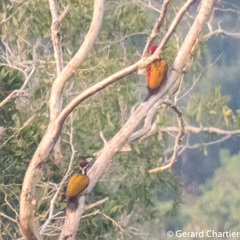 Chrysocolaptes guttacristatus