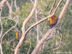 Chrysocolaptes guttacristatus