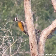 Chrysocolaptes guttacristatus