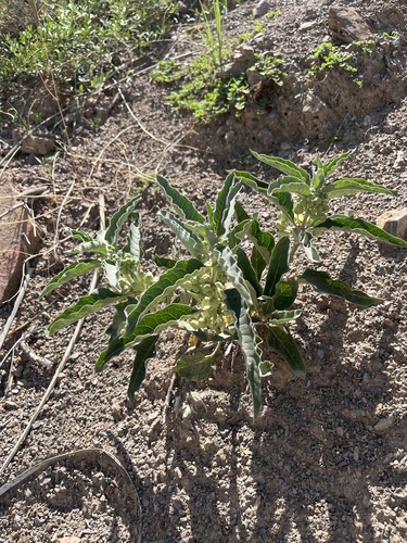 Asclepias nyctaginifolia, photograph 2