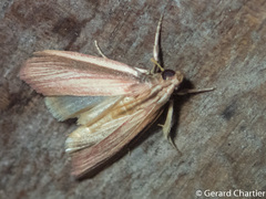 Emmalocera