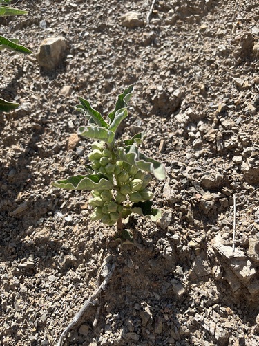 Asclepias nyctaginifolia, photograph 3