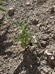 Asclepias nyctaginifolia, photograph author not stated, no rights reserved