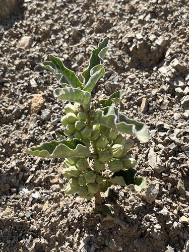 Asclepias nyctaginifolia, photograph 4