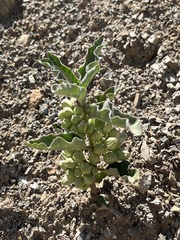Asclepias nyctaginifolia, photograph author not stated, no rights reserved