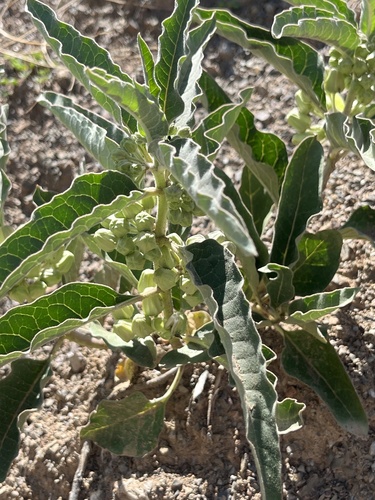 Asclepias nyctaginifolia