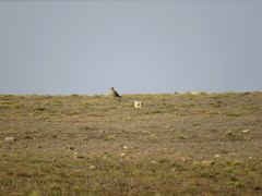 Oreopholus ruficollis