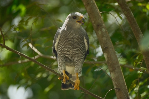Gray Hawk