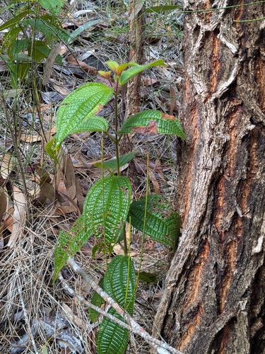Miconia crenata observed 2026-08-09