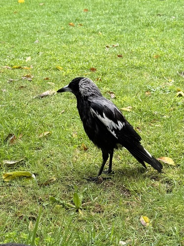 Australian Magpie