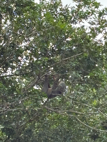 Hoffmann's Two-toed Sloth