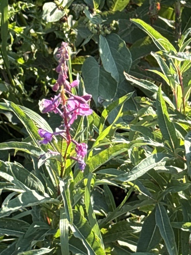 fireweed