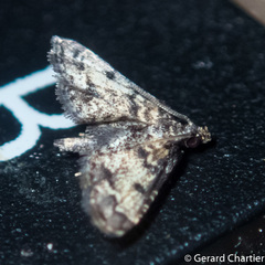 Sufetula