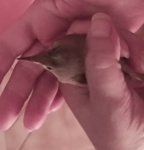 Common Reed Warbler
