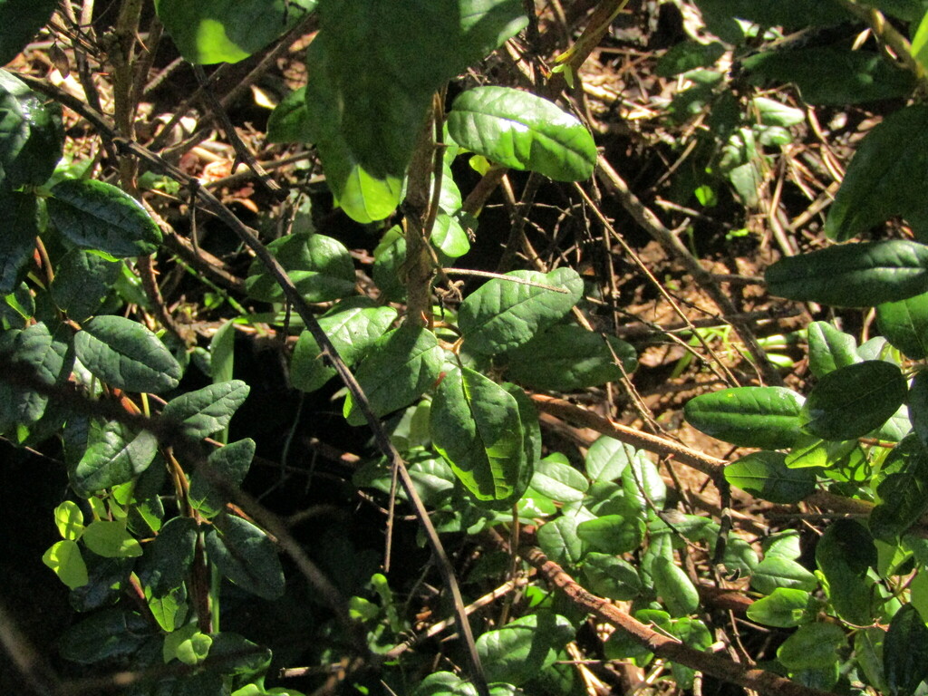 Boquila trifoliolata; photograph (c) Bruno Avilez, some rights reserved (CC BY)
