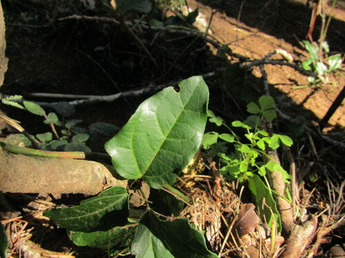 Lardizabala funaria